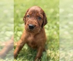Small #8 Irish Setter