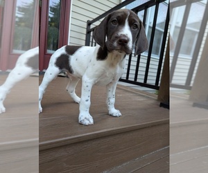 German Shorthaired Pointer Puppy for sale in WARE, MA, USA