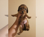 Puppy Male 1 Java Dachshund