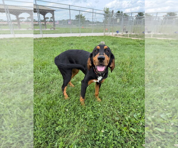 Medium Photo #2 Mutt Puppy For Sale in Pierceton , IN, USA