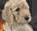 Small #1 Poodle (Standard)