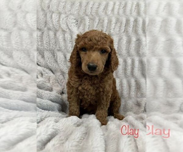 Medium Photo #4 Poodle (Standard) Puppy For Sale in GARY, TX, USA