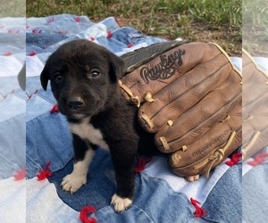 Labrador Retriever-Unknown Mix Puppy for sale in RUTHERFORDTON, NC, USA