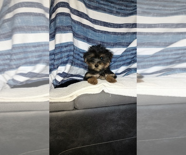 Medium Photo #34 Yorkshire Terrier Puppy For Sale in BENSON, NC, USA