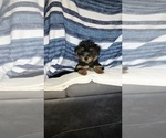 Small Photo #34 Yorkshire Terrier Puppy For Sale in BENSON, NC, USA