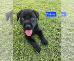 Small Labrador Retriever Mix