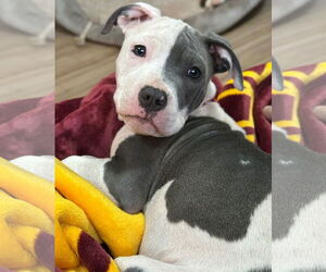 Mutt Dogs for adoption in Spotsylvania, VA, USA