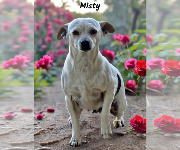 Medium Photo #2 Chihuahua Puppy For Sale in Phelan, CA, USA