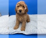 Small #2 Goldendoodle
