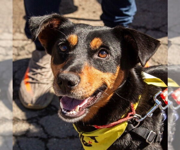 Medium Photo #9 Mutt Puppy For Sale in Canton, CT, USA