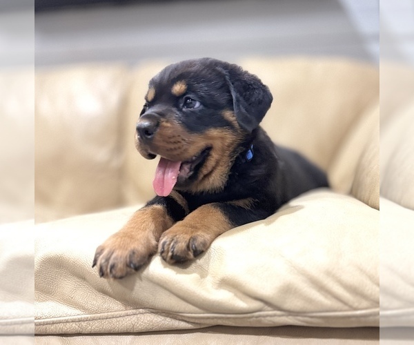 Medium Photo #3 Rottweiler Puppy For Sale in BRIGHTON, CO, USA