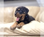 Small #2 Rottweiler
