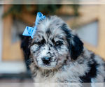 Small #1 Australian Retriever