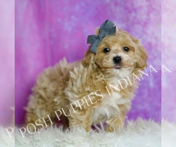 Medium Photo #31 Maltipoo (Miniature) Puppy For Sale in WARSAW, IN, USA