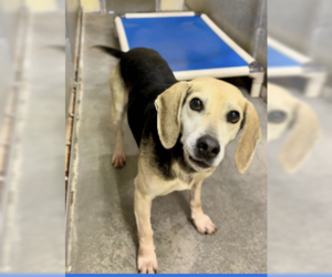 Beagle Dogs for adoption in Westwood, NJ, USA