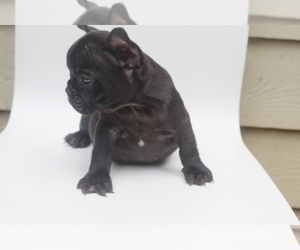 French Bulldog Puppy for sale in MABLETON, GA, USA