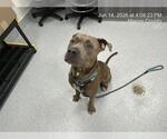 Small American Pit Bull Terrier Mix