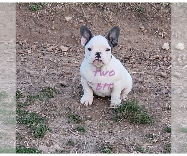 Medium Photo #7 French Bulldog Puppy For Sale in ROCK ISLAND, TN, USA