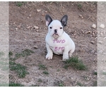 Small Photo #7 French Bulldog Puppy For Sale in ROCK ISLAND, TN, USA