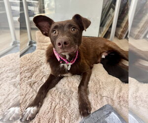 Australian Kelpie-Unknown Mix Dogs for adoption in Marina Del Rey, CA, USA