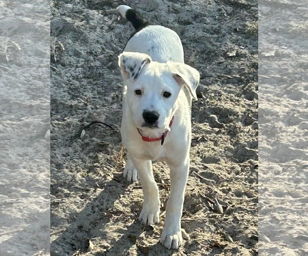 Medium Photo #1 American Staffordshire Terrier-Mastiff Mix Puppy For Sale in Princeton, MN, USA