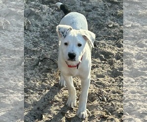 American Staffordshire Terrier-Mastiff Mix Dogs for adoption in Princeton, MN, USA