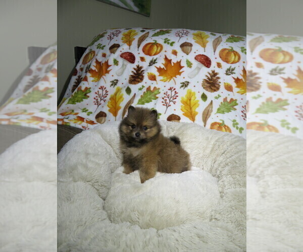 Medium Photo #1 Pomeranian Puppy For Sale in COOKEVILLE, TN, USA