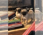 Small Photo #25 Pug Puppy For Sale in MANTECA, CA, USA