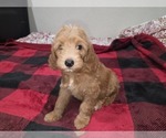 Small #5 Goldendoodle