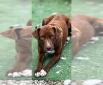 Small #5 Retriever  Mix