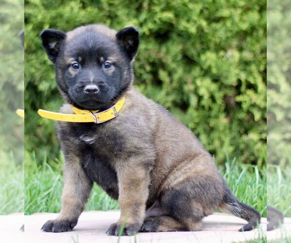 Medium Photo #4 Belgian Malinois Puppy For Sale in RONKS, PA, USA