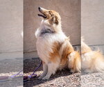 Small #2 Collie