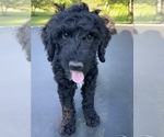Puppy Fennel Goldendoodle