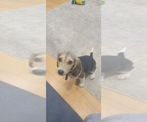 Beagle Puppy for sale in MERIDEN, CT, USA