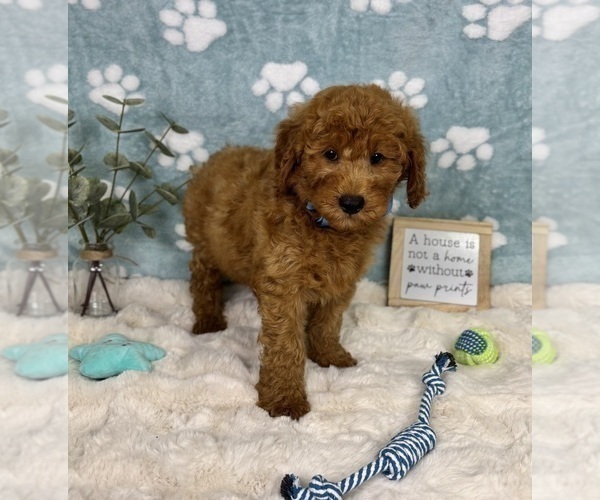 Medium Photo #6 Goldendoodle mix (+ Poodle Miniature) Puppy For Sale in NOBLESVILLE, IN, USA