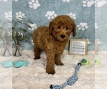 Small #5 Goldendoodle mix (+ Poodle Miniature)