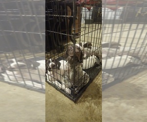 German Shorthaired Pointer Puppy for sale in HOPE MILLS, NC, USA