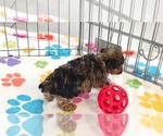 Small #3 Yorkipoo