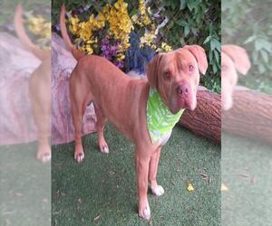 Mutt Dogs for adoption in Oklahoma City, OK, USA