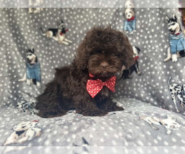 Medium Photo #3 ShihPoo Puppy For Sale in LAKELAND, FL, USA