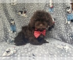 Small #2 ShihPoo