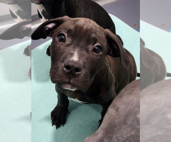 Medium Photo #1 Mutt Puppy For Sale in Walnutport, PA, USA