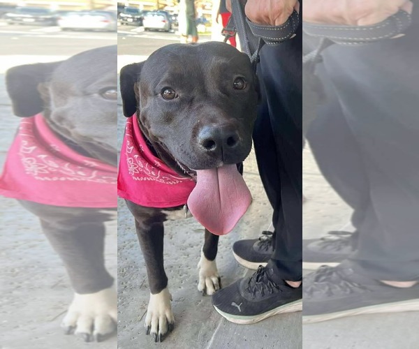 Medium Photo #1 Labrador Retriever-Unknown Mix Puppy For Sale in San Diego, CA, USA