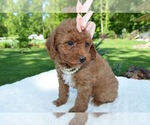 Small #5 Poodle (Miniature)