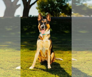 American Pit Bull Terrier-Unknown Mix Dogs for adoption in Chandler, AZ, USA