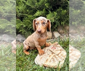 Dachshund Puppy for sale in MIDDLEBURY, IN, USA