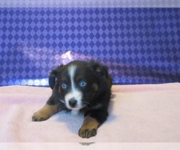 Medium Photo #5 Australian Shepherd Puppy For Sale in AUBURN, IN, USA