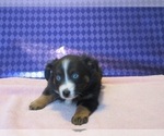 Small Photo #5 Australian Shepherd Puppy For Sale in AUBURN, IN, USA