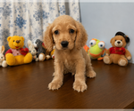 Small #1 Cocker Spaniel