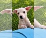 Small #1 Labrador Retriever Mix